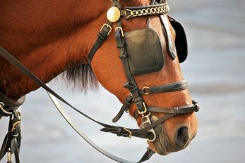 Horse Wearing Blinders