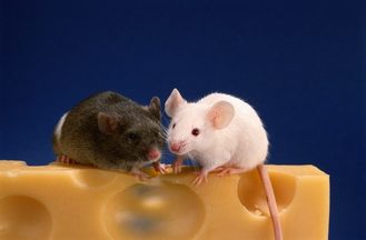 Two Mice Eating Cheese